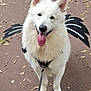 Spike participe au concours pour gagner de l'argent avec cette photo : dog, white_dog, canine, pet, animal, leash, harness, costume, wings, outdoor, path, autumn, leaves, happy, tongue_out, walking, nature, park, playful, cute