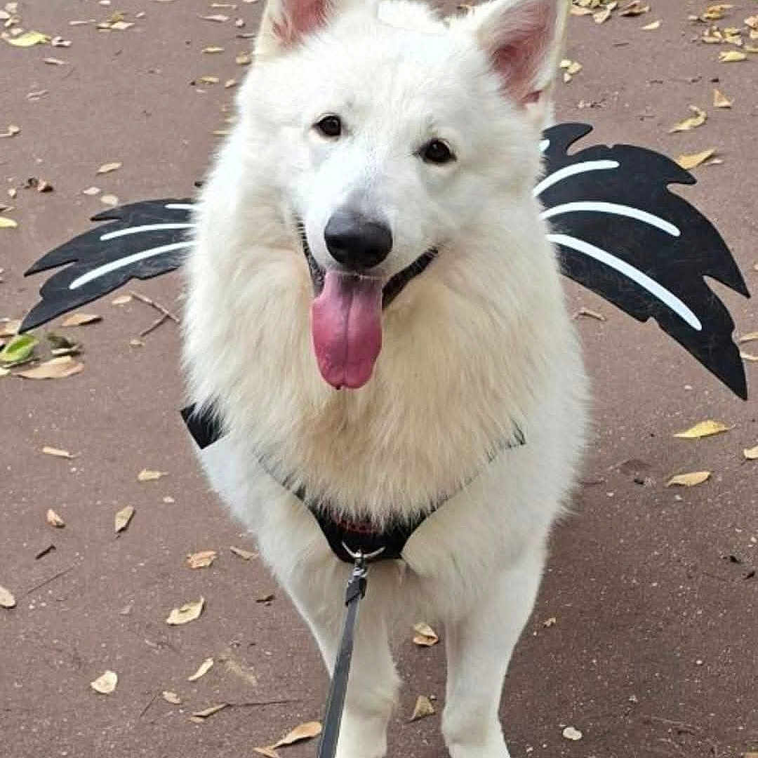 Spike participe au concours pour gagner de l'argent avec cette photo : animal, autumn, canine, costume, cute, dog, happy, harness, leash, leaves, nature, outdoor, park, path, pet, playful, tongue_out, walking, white_dog, wings