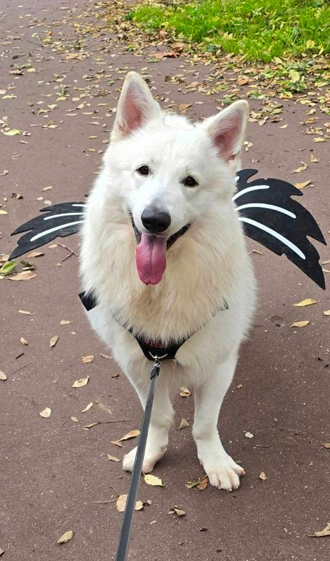 Spike participe au concours pour gagner de l'argent avec cette photo : dog, white_dog, canine, pet, animal, leash, harness, costume, wings, outdoor, path, autumn, leaves, happy, tongue_out, walking, nature, park, playful, cute