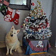 Spike participe au concours pour gagner de l'argent avec cette photo : dog, white_dog, christmas_tree, holiday_decorations, stockings, mirror, flooring, indoor, festive, ornaments, tinsel, tablecloth, wall, curtains, sitting, pet, decorative, seasonal, cozy, furniture