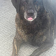 Skeeter is registered to the contest to win money with this photo: dog, brindle_coat, tongue_out, carpet, indoor, pet, animal, canine, fur, laying_down, paw, snout, ears, face, domestic_animal, relaxed, bare_feet, floor, resting, cute