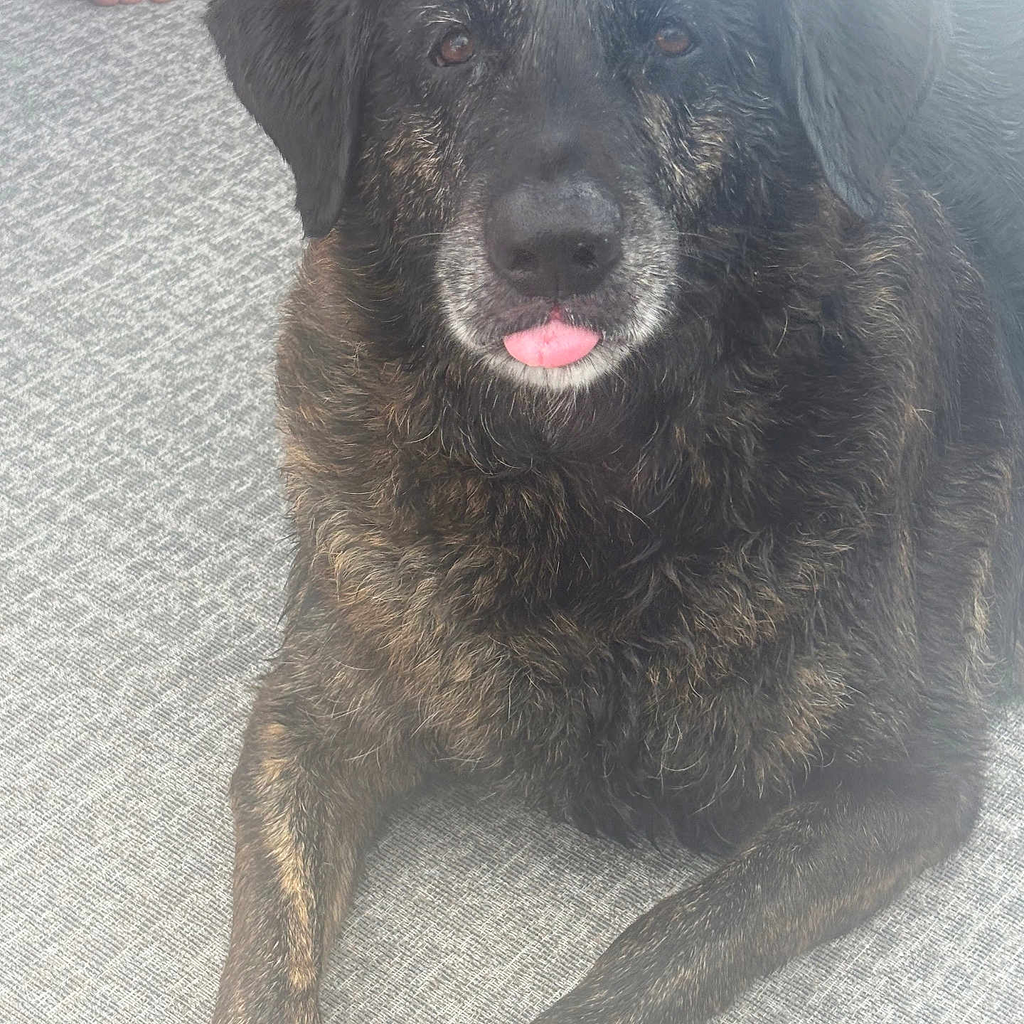 Skeeter is registered to the contest to win money with this photo: animal, bare_feet, brindle_coat, canine, carpet, cute, dog, domestic_animal, ears, face, floor, fur, indoor, laying_down, paw, pet, relaxed, resting, snout, tongue_out