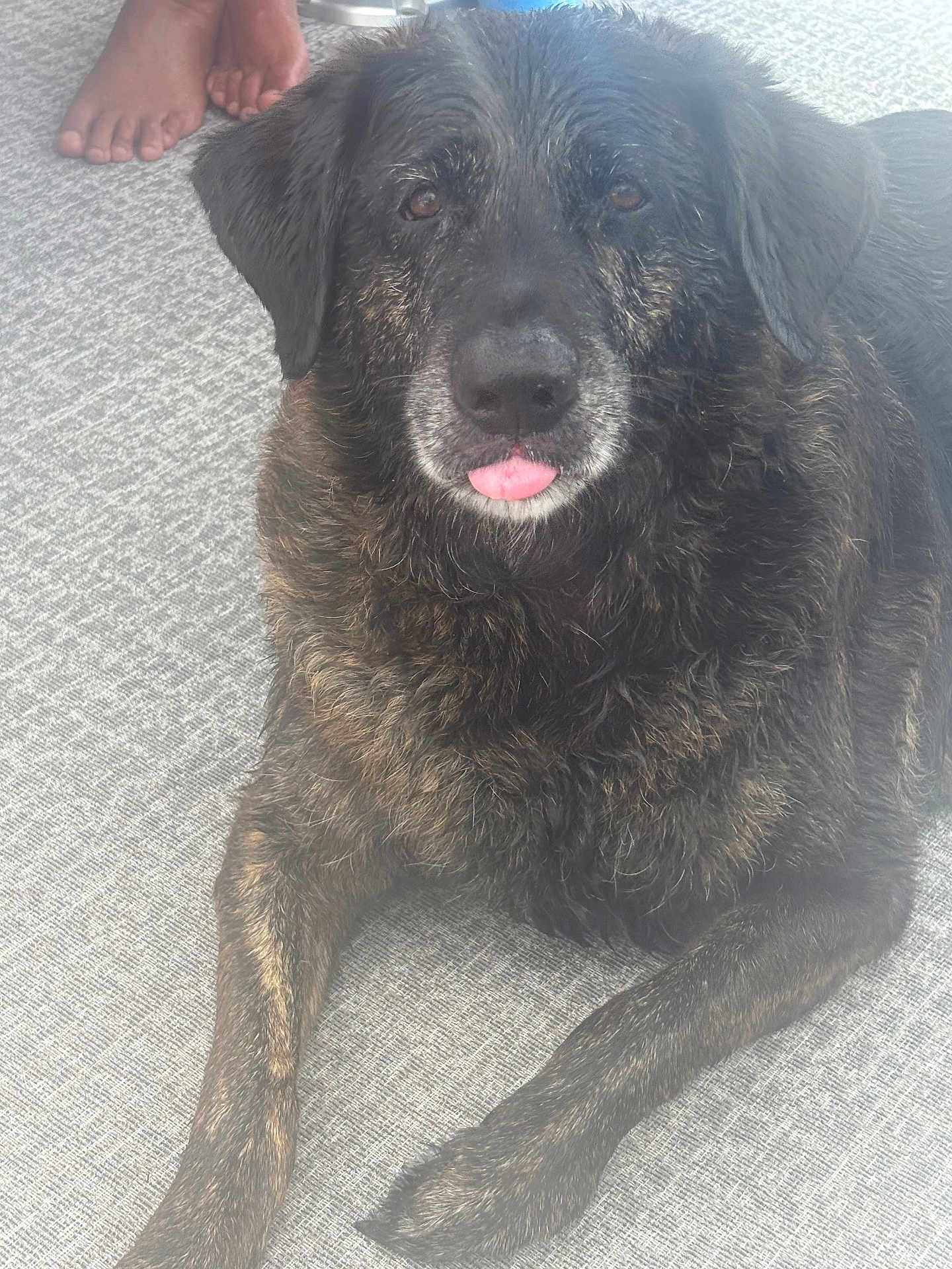 Skeeter is registered to the contest to win money with this photo: dog, brindle_coat, tongue_out, carpet, indoor, pet, animal, canine, fur, laying_down, paw, snout, ears, face, domestic_animal, relaxed, bare_feet, floor, resting, cute