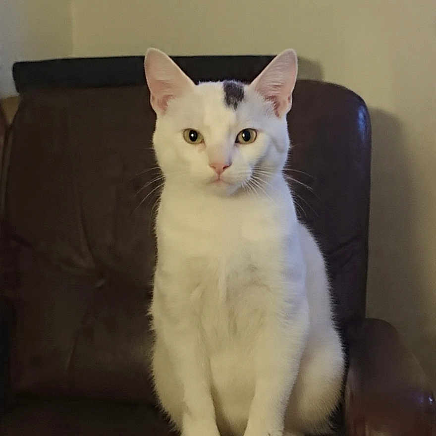 Mimisse