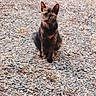 alone, animal, cat, curious, cute, daylight, ears, eyes, fur, gravel, mammal, nature, outdoor, pet, rocky_ground, sitting, small_animal, tortoiseshell_cat, whiskers, wildlife