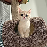 Shelly joined the competition — help win amazing prizes! kitten, cat, cat_tree, indoor, pet, feline, curious, fluffy, cream_colored, soft_texture, window_blinds, toy_fish, carpeted, home, animal, small, cute, whiskers, ears, paws