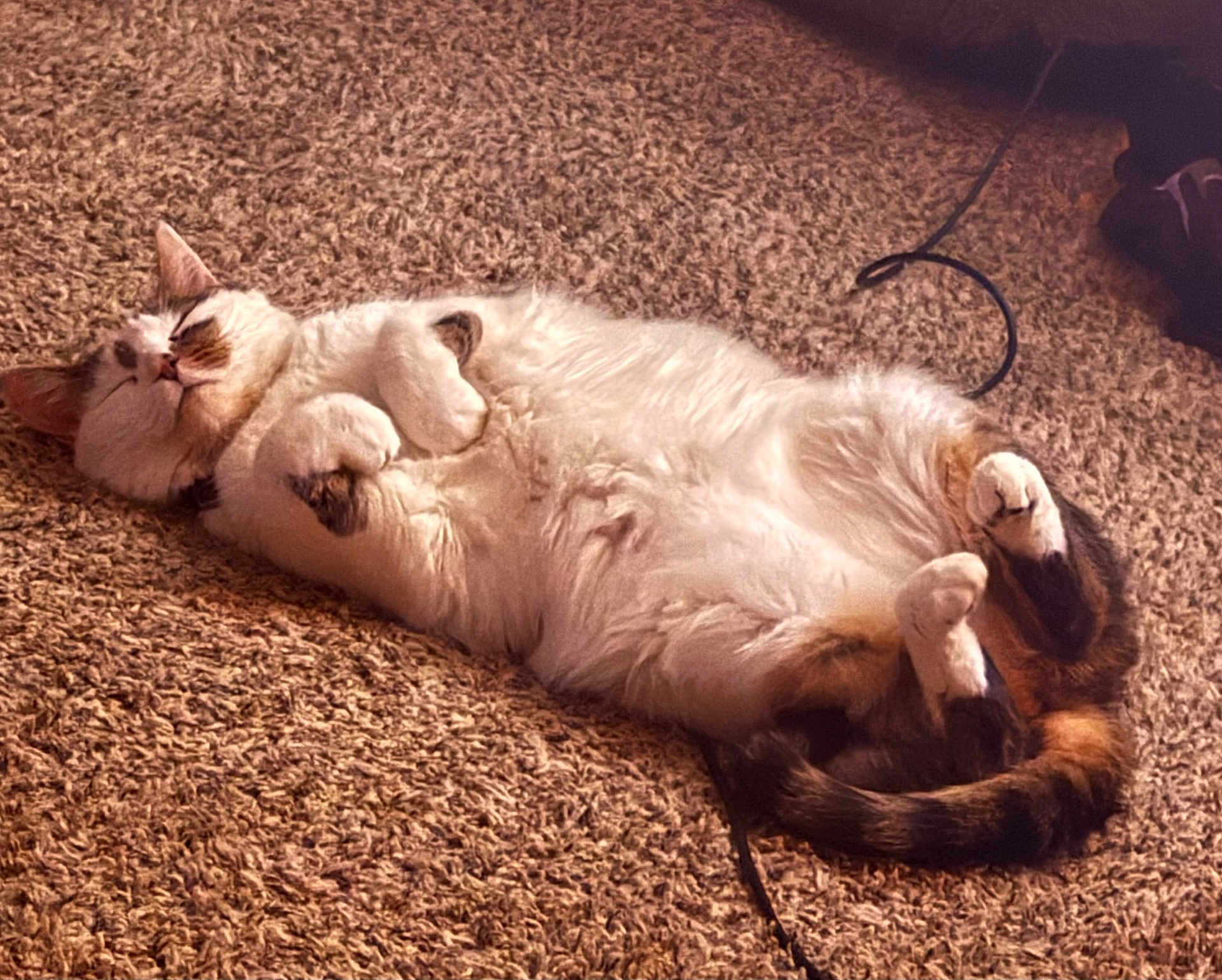 Stella is registered to the contest to win money with this photo: cat, feline, pet, lying_down, relaxed, carpet, fur, sleeping, cute, cozy, indoor, whiskers, tail, paws, tabby, domestic_animal, resting, animal, sleep, content