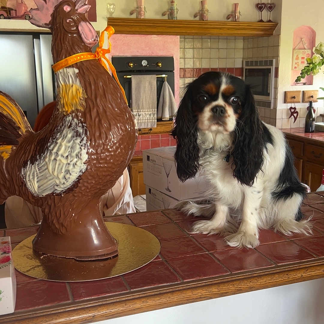 Vickty a rejoint le concours — aidez-le/la à gagner de superbes lots ! animal, bird, canine, chicken, cockerspaniel, cream, dessert, diningtable, dog, face, food, fowl, furniture, head, icing, indoors, person, pet, poultry, table