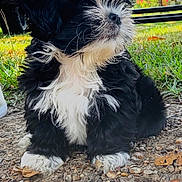 Pablo joined the competition — help win amazing prizes! animal, black_and_white, clouds, cute, dog, flower, fluffy, grass, gravel, ground, leaf, nature, outdoor, pet, portrait, puppy, sitting, sky, sunlight, young