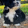 animal, black_and_white, clouds, cute, dog, flower, fluffy, grass, gravel, ground, leaf, nature, outdoor, pet, portrait, puppy, sitting, sky, sunlight, young