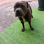 Sysko a rejoint le concours — aidez-le/la à gagner de superbes lots ! dog, outdoor, artificial_turf, green, potted_plants, furniture, curious, portrait, canine, pet, garden, brown_dog, close_up, looking, standing, paw, ears, nose, animal, nature