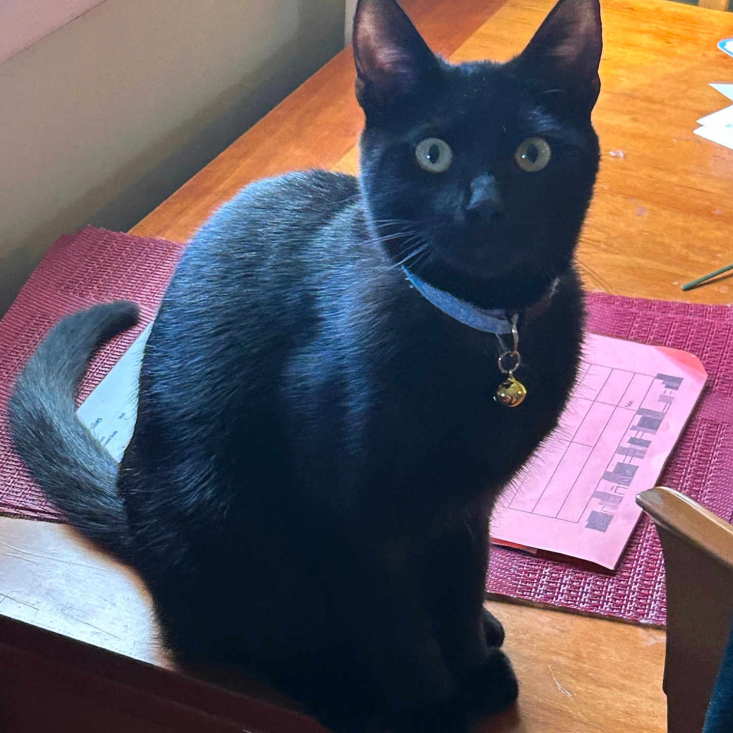 Kiki is registered to the contest to win money with this photo: abyssinian, accessories, animal, blackcat, cat, computer, desk, electronics, furniture, hardwood, jewelry, kitten, laptop, necklace, pc, pet, plywood, table, text, wood