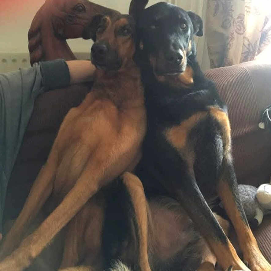 Looping Et Nessy participe au concours pour gagner de l'argent avec cette photo : dog, couch, pet, indoor, animal, brown_dog, black_dog, companion, friendship, relaxed, seated, home, curtains, furniture, two_animals, canine, portrait, casual, resting, domestic