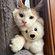 Kingston joined the competition — help win amazing prizes! animal, cat, close_up, companion, cozy, cute, feline, fur, indoor, pet, pink_nose, relaxed, sleepy, snuggling, soft, stuffed_animal, teddy_bear, whiskers, window, wood