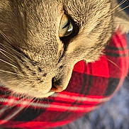 Ursus participe au concours pour gagner de l'argent avec cette photo : cat, close_up, fur, eye, whiskers, nose, plaid, fabric, red, black, pattern, cozy, pet, animal, resting, soft, texture, indoor, portrait, feline