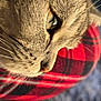 cat, close_up, fur, eye, whiskers, nose, plaid, fabric, red, black, pattern, cozy, pet, animal, resting, soft, texture, indoor, portrait, feline