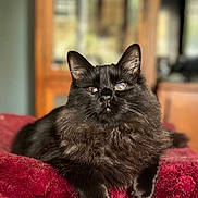 Baby joined the competition — help win amazing prizes! cat, black_cat, fluffy, pet, animal, indoor, relaxed, feline, fur, portrait, blanket, red_blanket, resting, closeup, whiskers, ears, face, domestic_cat, cute, cozy