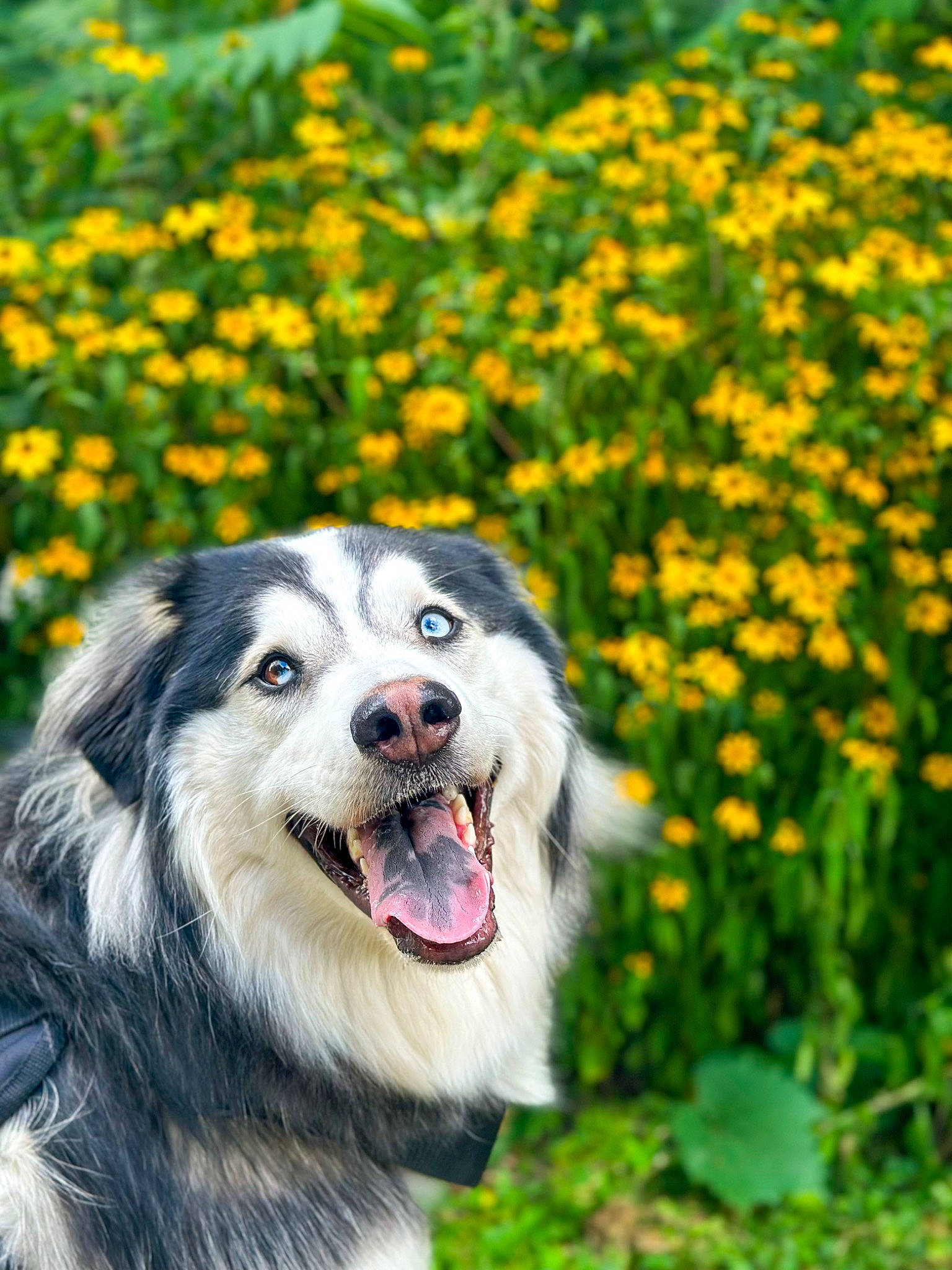 Ziggy joined the competition — help win amazing prizes! annual_plant, carnivore, companion_dog, dog, dog_breed, field, flower, flowering_plant, fur, grass, grassland, groundcover, happy, herbaceous_plant, people_in_nature, plant, prairie, smile, tree, wildflower