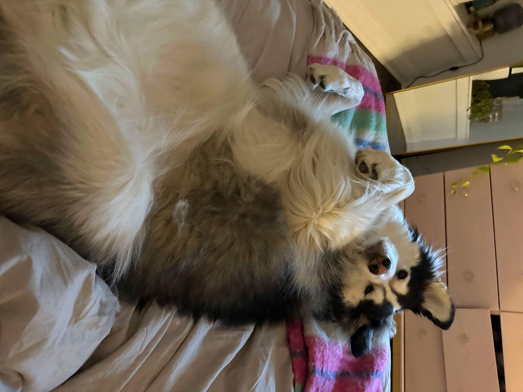 Ziggy is registered to the contest to win money with this photo: carnivore, claw, companion_dog, dog, dog_breed, fang, fawn, felidae, fur, german_spitz, paw, red_panda, small_to_medium_sized_cats, spitz, sporting_group, tail, terrestrial_animal, toy_dog, whiskers, working_animal