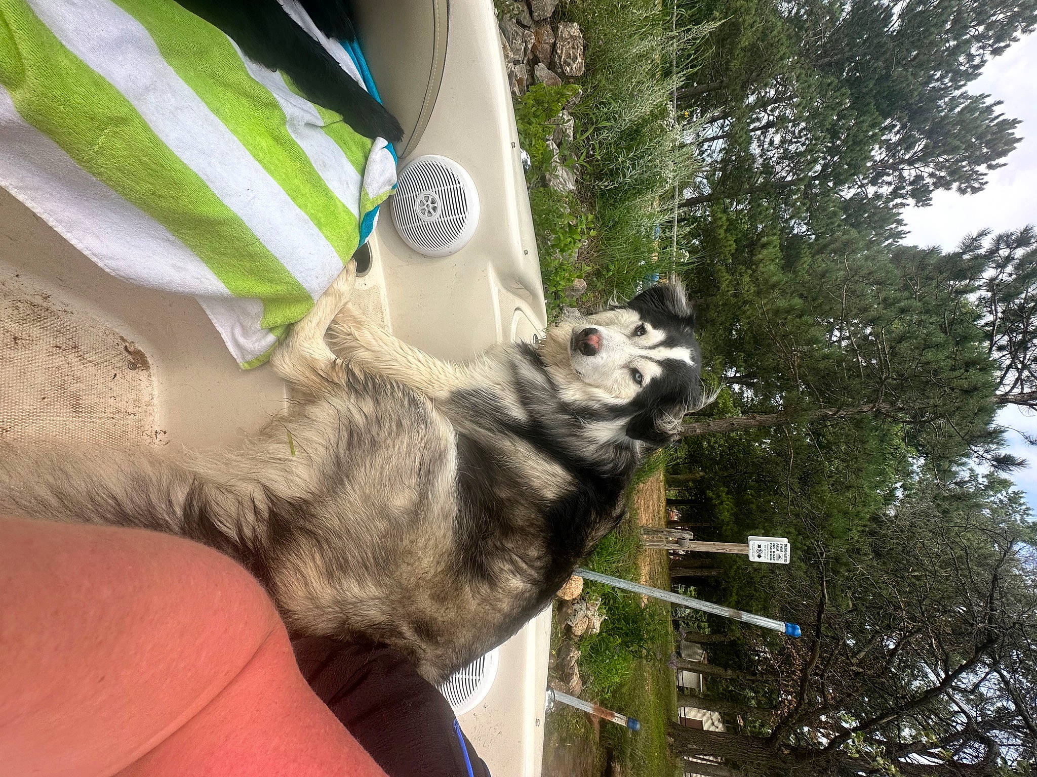 Ziggy joined the competition — help win amazing prizes! automotive_exterior, canidae, carnivore, collar, companion_dog, dog, dog_breed, fashion_accessory, fawn, felidae, foot, fur, grass, human_leg, leash, sky, sporting_group, tail, tree, vehicle_door