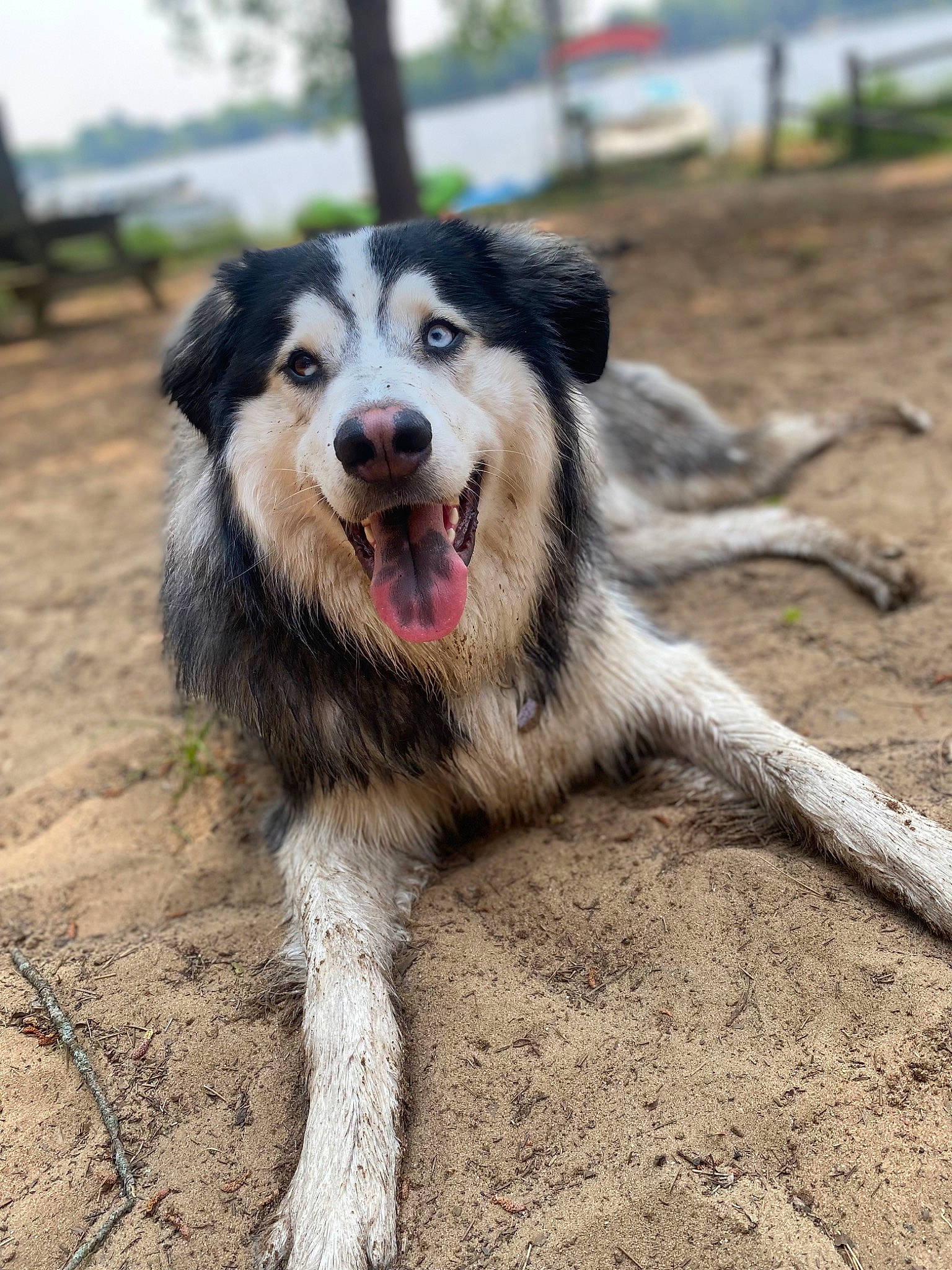 Ziggy joined the competition — help win amazing prizes! canidae, carnivore, companion_dog, dog, dog_breed, fang, plant, snout, soil, sporting_group, terrestrial_animal, whiskers, working_dog