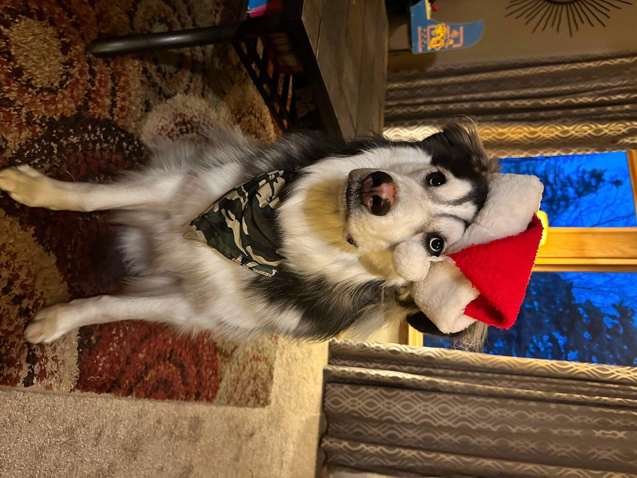 Ziggy joined the competition — help win amazing prizes! ancient_dog_breeds, canidae, canis, carnivore, companion_dog, dog, dog_breed, dog_supply, fawn, fur, herding_dog, mammal, puppy, scotch_collie, siberian_husky, sled_dog, snout, sporting_group, working_animal, working_dog