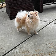 Dou Dou is registered to the contest to win money with this photo: dog, pomeranian, fluffy, small_dog, outdoor, patio, concrete, furniture, wicker, cushion, pet, animal, standing, fur, cute, companion, domestic_animal, canine, side_view, calm