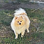 dog, pomeranian, fluffy, outdoor, grass, pet, animal, small_dog, fur, sunlight, nature, standing, cute, alert, mammal, canine, adorable, portrait, greenery, backyard