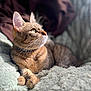 Cleo is registered to the contest to win money with this photo: blanket, bokeh, cat, collar, cozy, ears, feline, fur, household, indoor, lounging, paws, pet, portrait, profile_view, relaxed, soft_texture, sunlight, tabby, whiskers