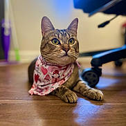 Cleo is registered to the contest to win money with this photo: bandana, blurred_background, cat, chair_wheel, close_up, domestic, ears, floor_reflection, green_eyes, hardwood_floor, indoor, natural_light, paws, pet, pink_bandana, portrait, sitting, tabby_cat, whiskers, window