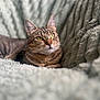 blanket, bokeh, cat, close_up, cozy, ears, feline, fur, gaze, green_eyes, home, indoor, lounging, pet, portrait, relaxed, sleepy, soft_texture, tabby_cat, whiskers