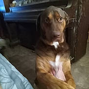 Beauregard joined the competition — help win amazing prizes! dog, brown_dog, indoor, piano, animal, pet, paw, white_patch, furniture, floor, hand, interaction, blurry, dim_light, closeup, mammal, canine, companion, domestic_animal, curious