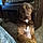 Beauregard
