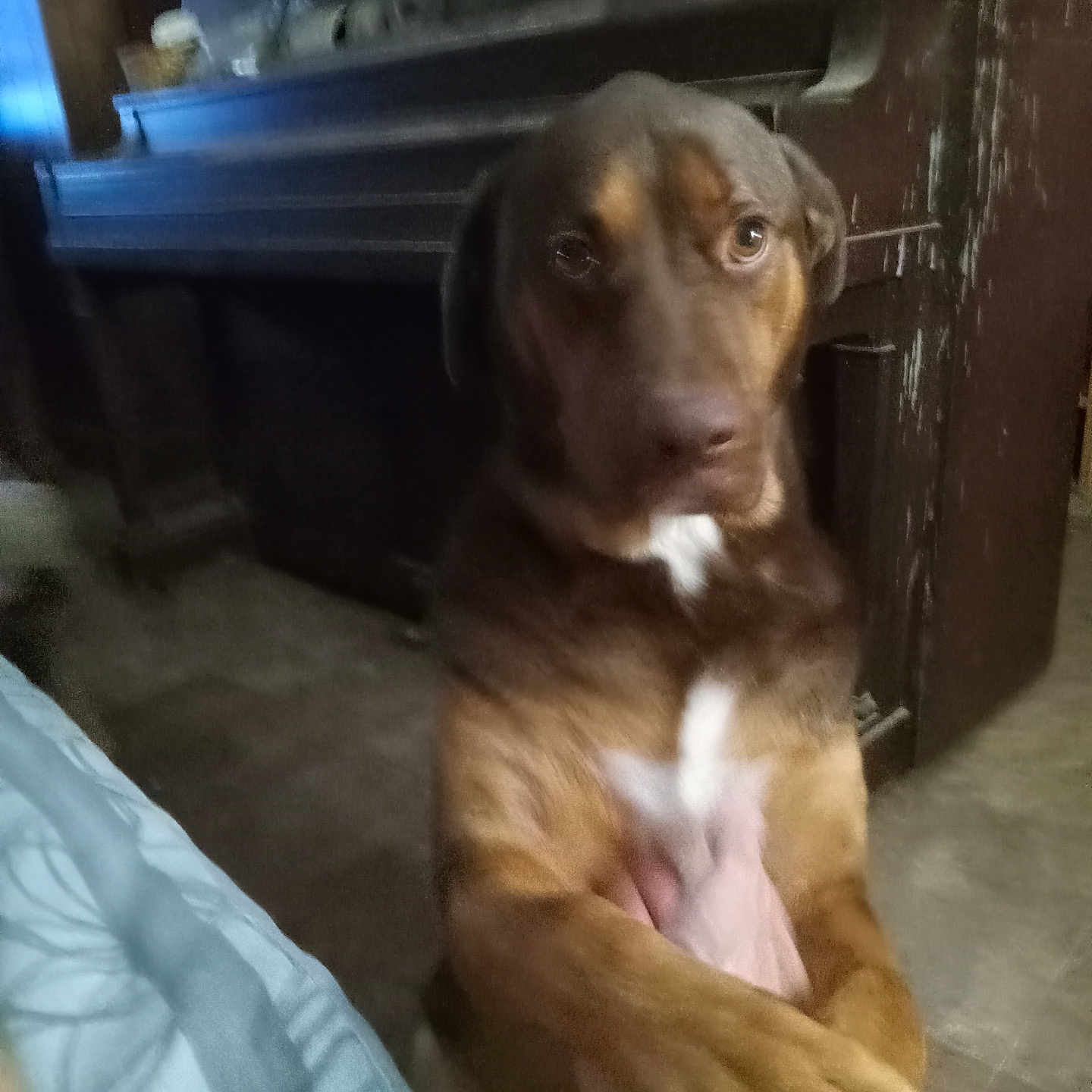 Beauregard