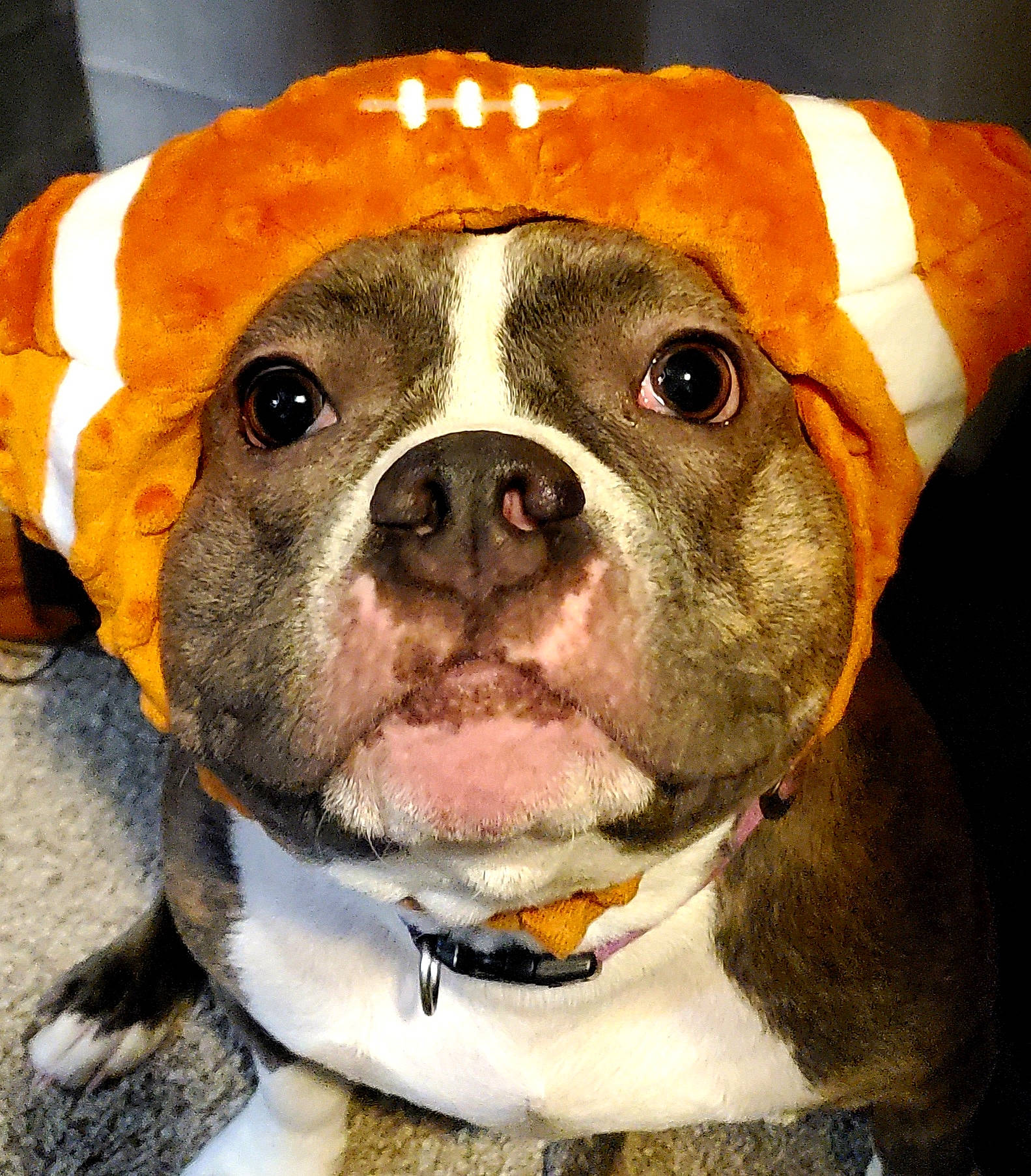 Mika joined the competition — help win amazing prizes! ancient_dog_breeds, bulldog, canidae, carnivore, collar, companion_dog, dog, dog_breed, dog_collar, fawn, fur, molosser, non_sporting_group, paw, puppy, snout, sporting_group, whiskers, working_animal, working_dog