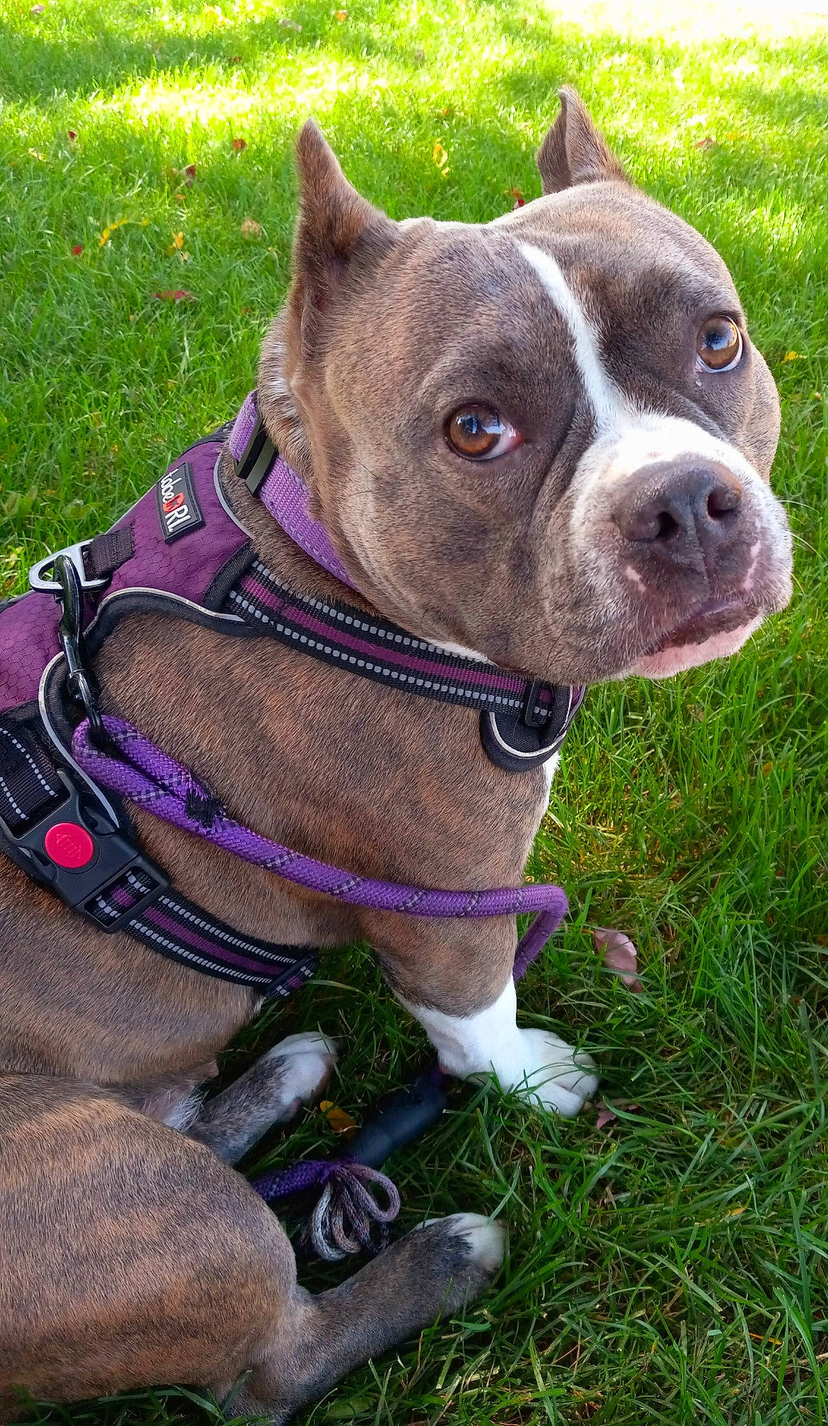 Mika joined the competition — help win amazing prizes! canidae, carnivore, collar, companion_dog, dog, dog_breed, dog_collar, fashion_accessory, fawn, fur, grass, leash, liver, pet_supply, plant, sculpture, snout, sporting_group, whiskers, working_animal