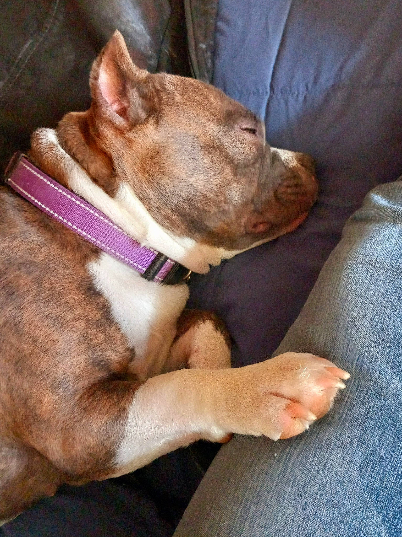 Mika is registered to the contest to win money with this photo: canidae, carnivore, collar, comfort, companion_dog, dog, dog_breed, dog_collar, ear, fawn, fur, liver, nail, non_sporting_group, snout, sporting_group, toy_dog, whiskers, working_animal, wrinkle