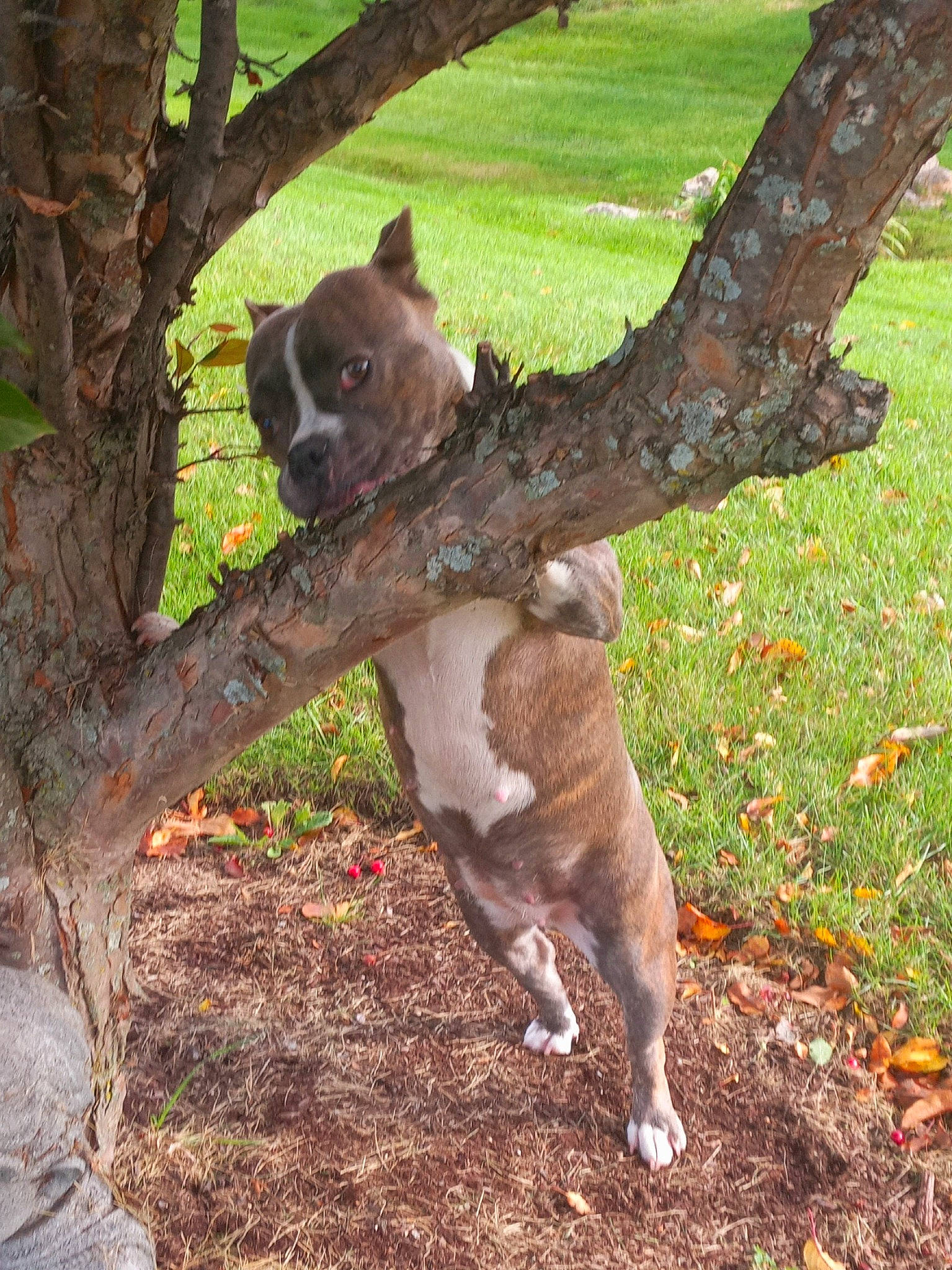 Mika is registered to the contest to win money with this photo: canidae, carnivore, companion_dog, dog, dog_breed, fawn, felidae, grass, groundcover, leaf, liver, plant, sporting_group, tail, terrestrial_animal, tree, trunk, twig, wood, working_animal