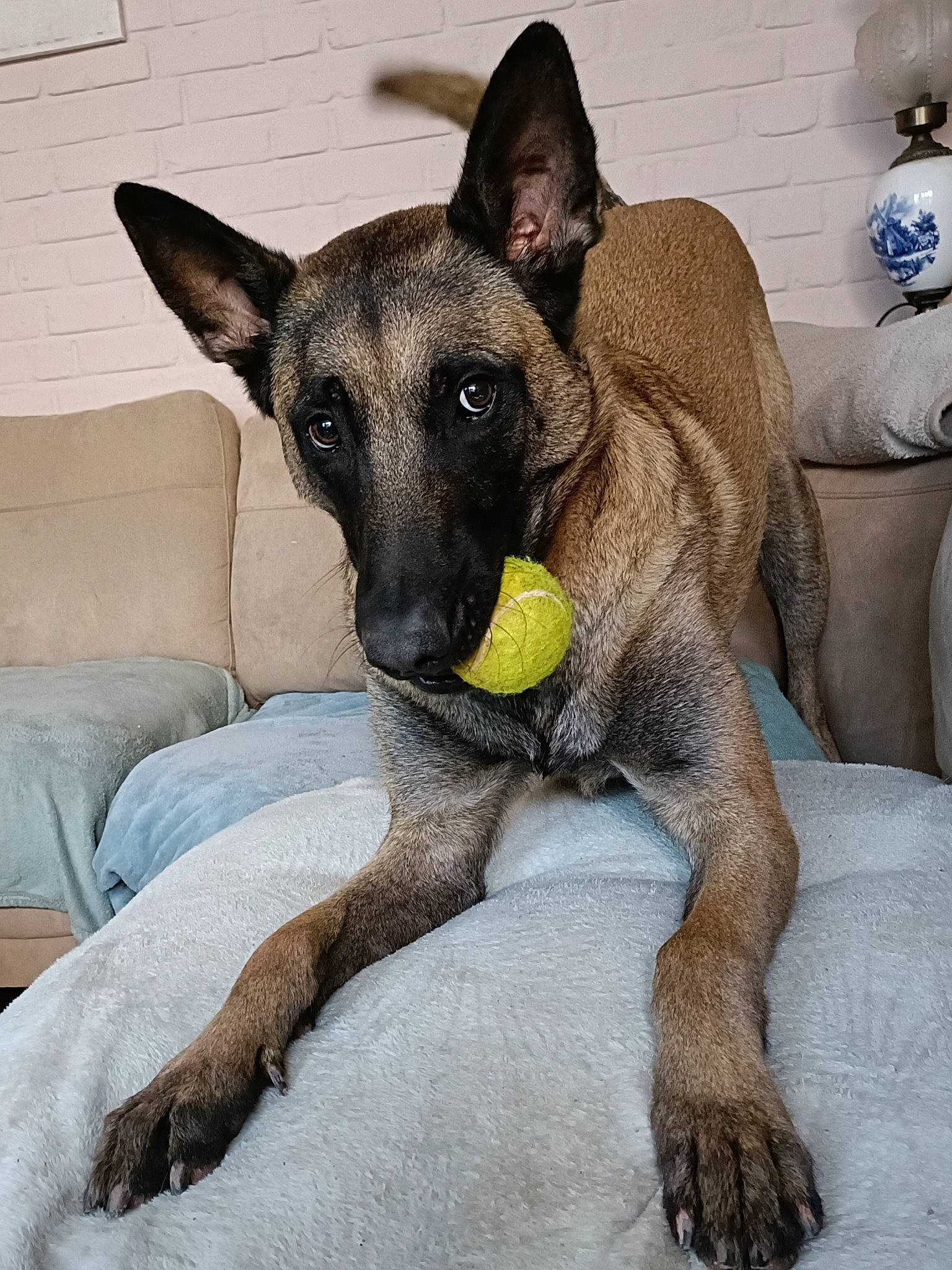 Falko participe au concours pour gagner de l'argent avec cette photo : canidae, carnivore, comfort, companion_dog, dog, dog_breed, dog_supply, fawn, german_shepherd_dog, guard_dog, non_sporting_group, old_german_shepherd_dog, paw, snout, sporting_group, terrestrial_animal, working_animal, working_dog