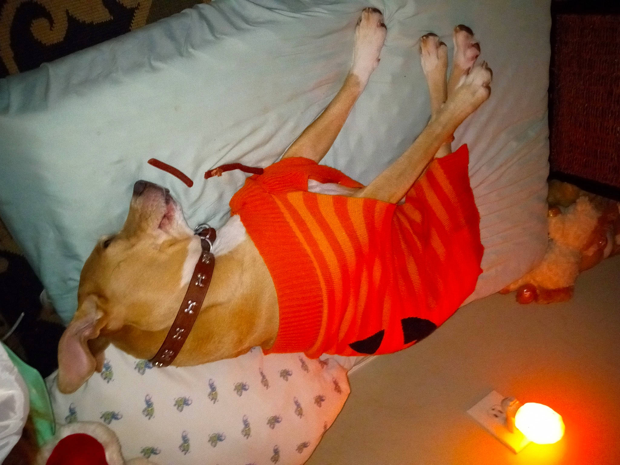 Irma is registered to the contest to win money with this photo: abdomen, carnivore, chest, comfort, companion_dog, dog, dog_breed, dog_clothes, dog_supply, elbow, fawn, fun, human_body, human_leg, knee, orange, stomach, thigh, trunk, wrist