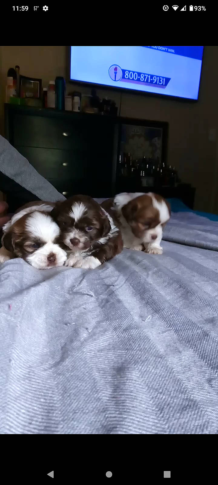 Sassy joined the competition — help win amazing prizes! canidae, carnivore, cavalier_king_charles_spaniel, companion_dog, dog, dog_breed, felidae, flooring, fur, home_appliance, led_backlit_lcd_display, non_sporting_group, pattern, small_to_medium_sized_cats, spaniel, sporting_group, television, toy_dog, whiskers, working_animal