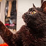alert, animal, black_cat, cat, close_up, dramatic, feline, funny, fur, home, indoor, paw, pet, photography, portrait, raised_paw, sitting, soft_lighting, whiskers, yellow_eye