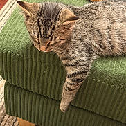 Helix joined the competition — help win amazing prizes! animal, cat, couch, cozy, cute, domestic, fur, furniture, green, home, indoor, kitten, paw, pet, relaxing, resting, sleeping, striped, tabby, texture