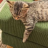 animal, cat, couch, cozy, cute, domestic, fur, furniture, green, home, indoor, kitten, paw, pet, relaxing, resting, sleeping, striped, tabby, texture