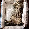 Helix joined the competition — help win amazing prizes! animal, cat, comfortable, cozy, cute, domestic_cat, feline, fluffy, fur, indoor, looking_at_camera, paw, pet_bed, relaxed, resting, sleepy, striped, tabby, whiskers, young_cat