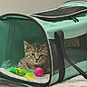 Helix joined the competition — help win amazing prizes! animal, ball, bedspread, blanket, cat, cozy, curious, cute, domestic, feathers, feline, indoor, kitten, mesh, pet_carrier, resting, small, tabby, toy, zipper