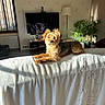 Sally participe au concours pour gagner de l'argent avec cette photo : dog, small_dog, pet, animal, canine, long_hair, brown_fur, tan_fur, lying_down, resting, bed, blanket, bedroom, indoor, home, television, houseplant, window, sunlight, portrait