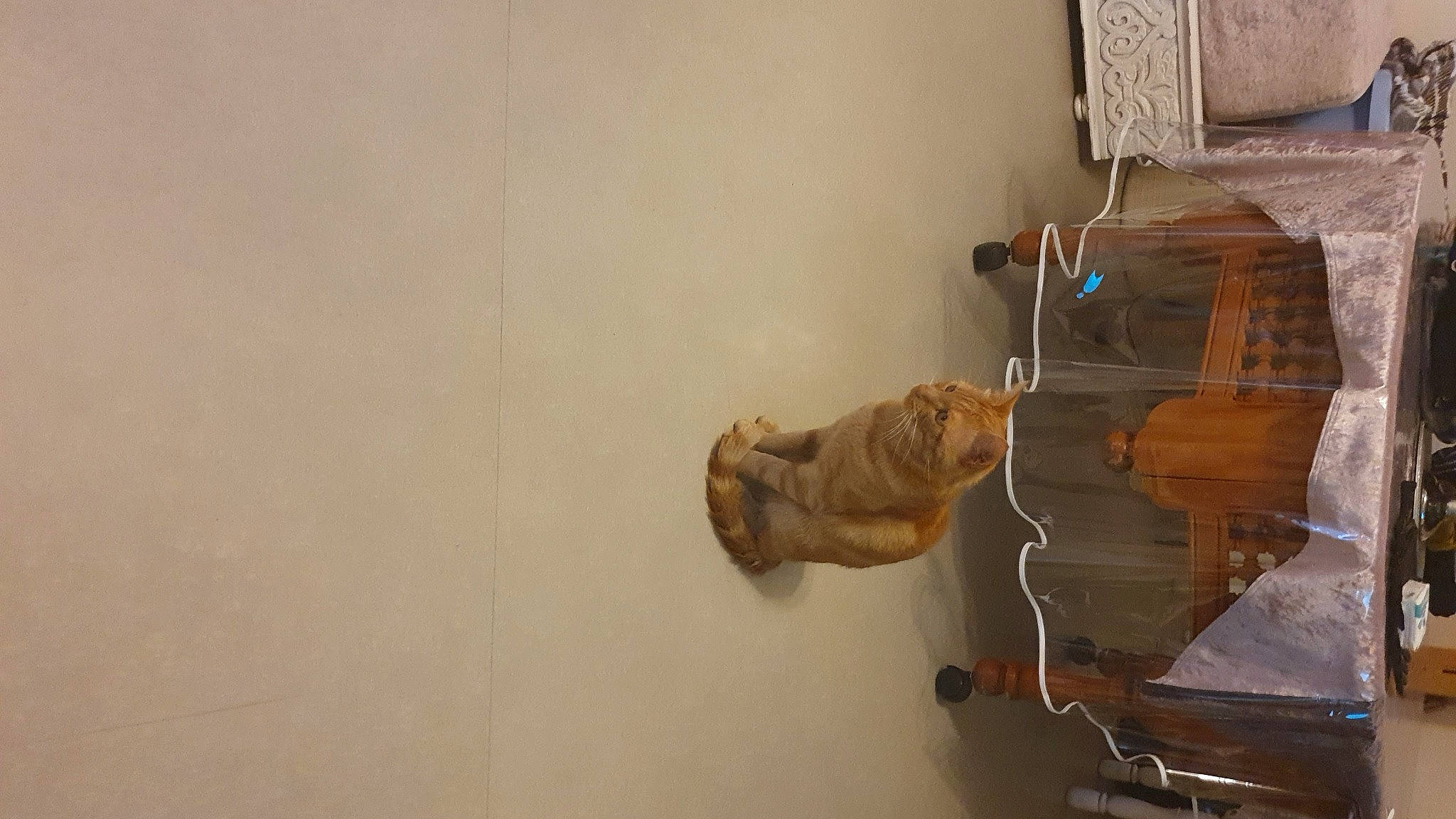 Chachou a rejoint le concours — aidez-le/la à gagner de superbes lots ! boot, ceiling, electrical_wiring, flooring, hardwood, machine, outdoor_shoe, plaster, plywood, room, sculpture, tourist_attraction, visual_arts, wood, wood_stain