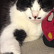 Moustache participe au concours pour gagner de l'argent avec cette photo : american_wirehair, black_and_white, carnivore, cat, domestic_short_haired_cat, felidae, fur, kitten, mammal, paw, polydactyl_cat, small_to_medium_sized_cats, tail, whiskers