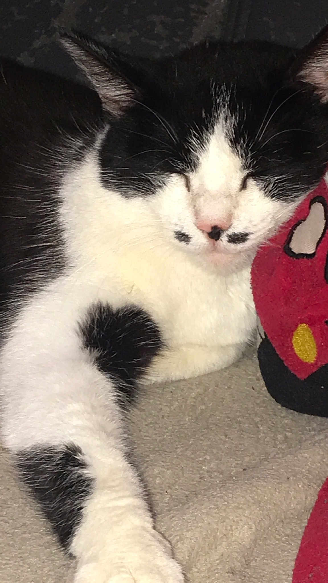 Moustache